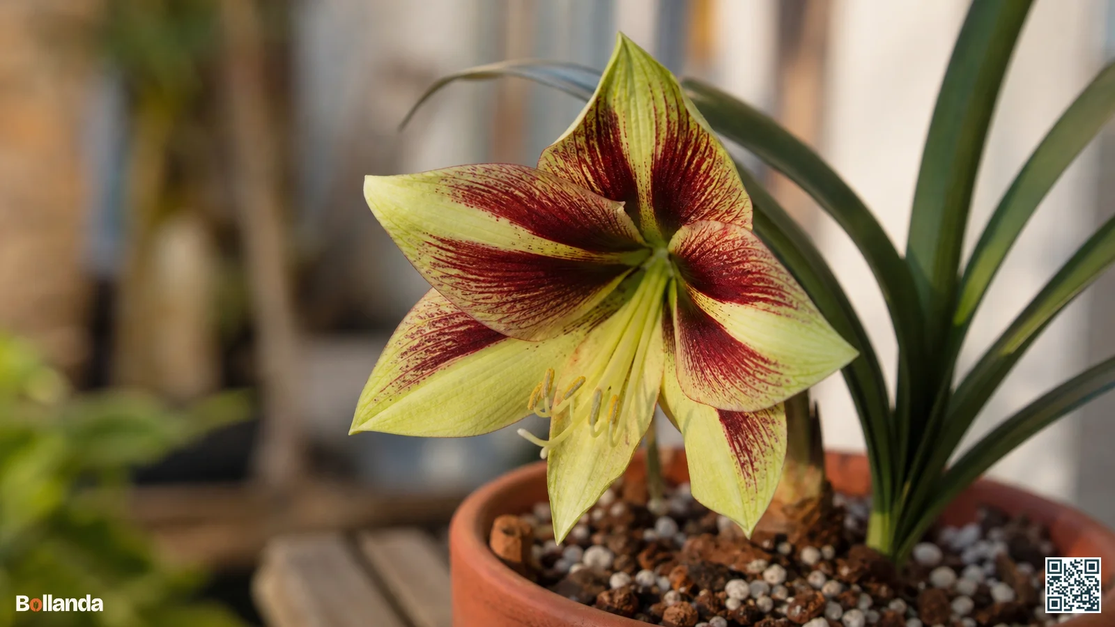 Close-up van een Hippeastrum papilio bloem met groen-paars-rode vlindertekening, groene bladeren en grof substraat met schors in terracotta pot.