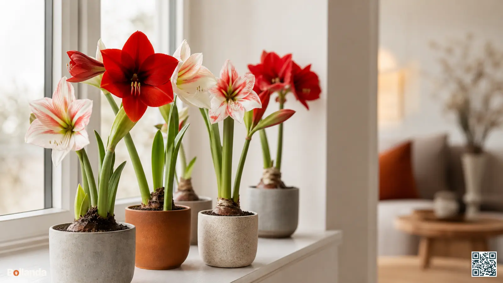 Compacte Colibri-amaryllis met rode en witte bloemen in kleine potjes op een lichte vensterbank in een modern interieur.