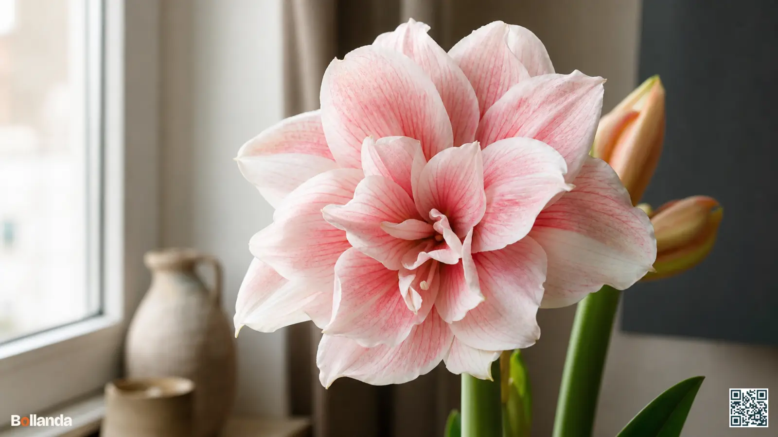 Close-up van een gevulde dubbele amaryllis uit de Nymph-groep met rozenachtige bloemblaadjes in zachtroze en wit.