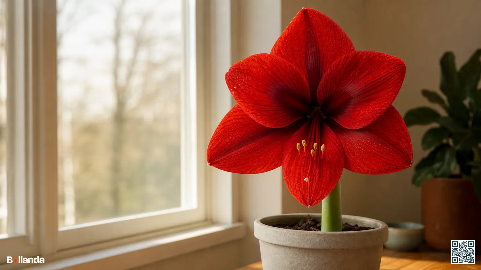 Grootbloemige rode Galaxy-amaryllis in volle bloei in een eenvoudige pot bij een raam binnenshuis.