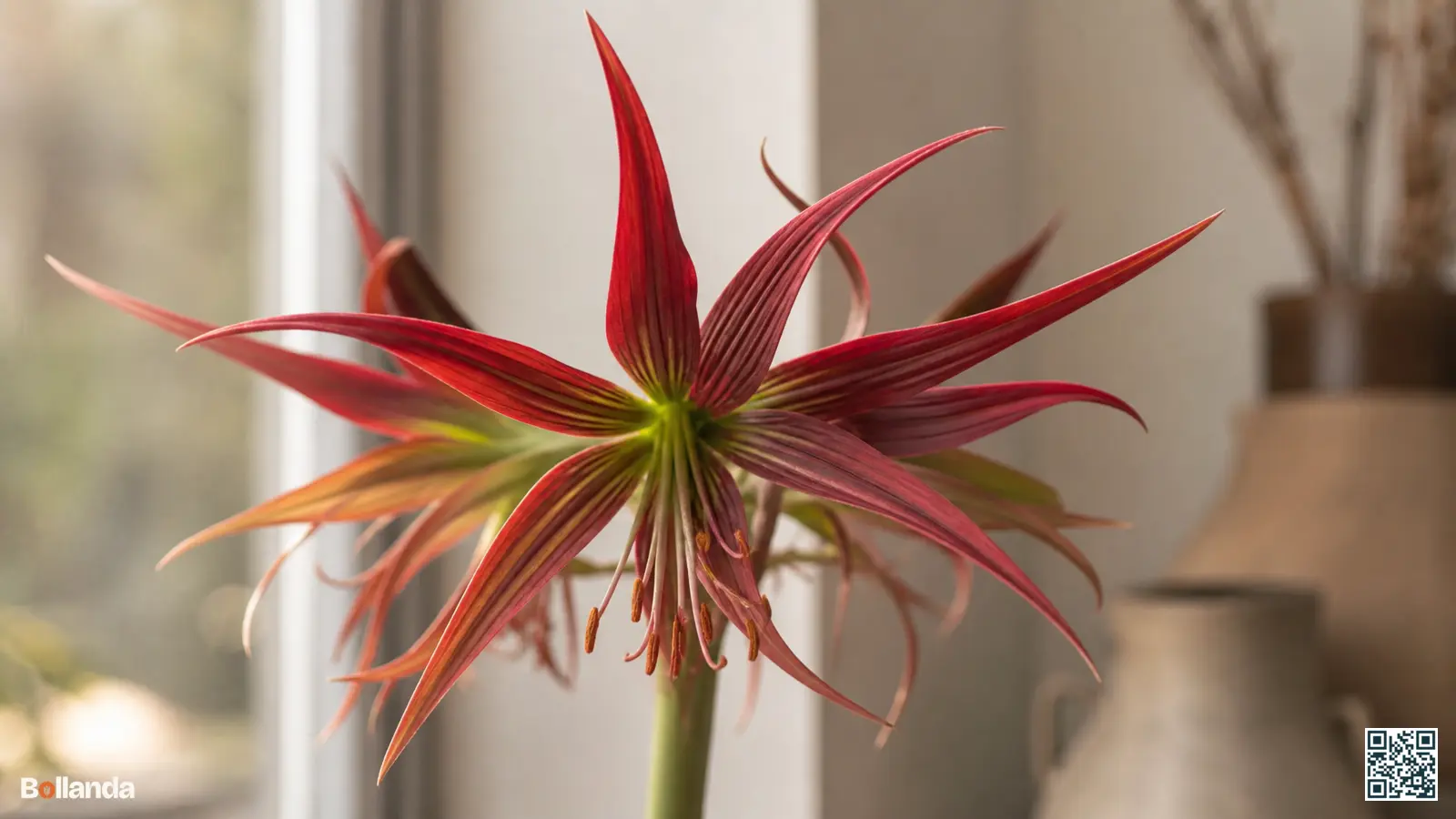 Close-up van een Cybister-amaryllis met smalle puntige rood-groene bloemblaadjes en een spinachtig silhouet bij een raam.