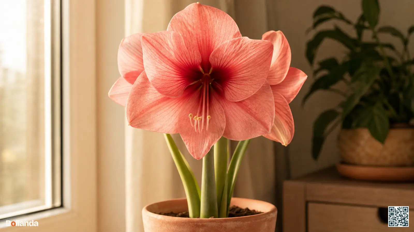 Close-up van een roze trompetvormige amaryllis met donkere keel in een eenvoudige pot bij een raam binnenshuis.
