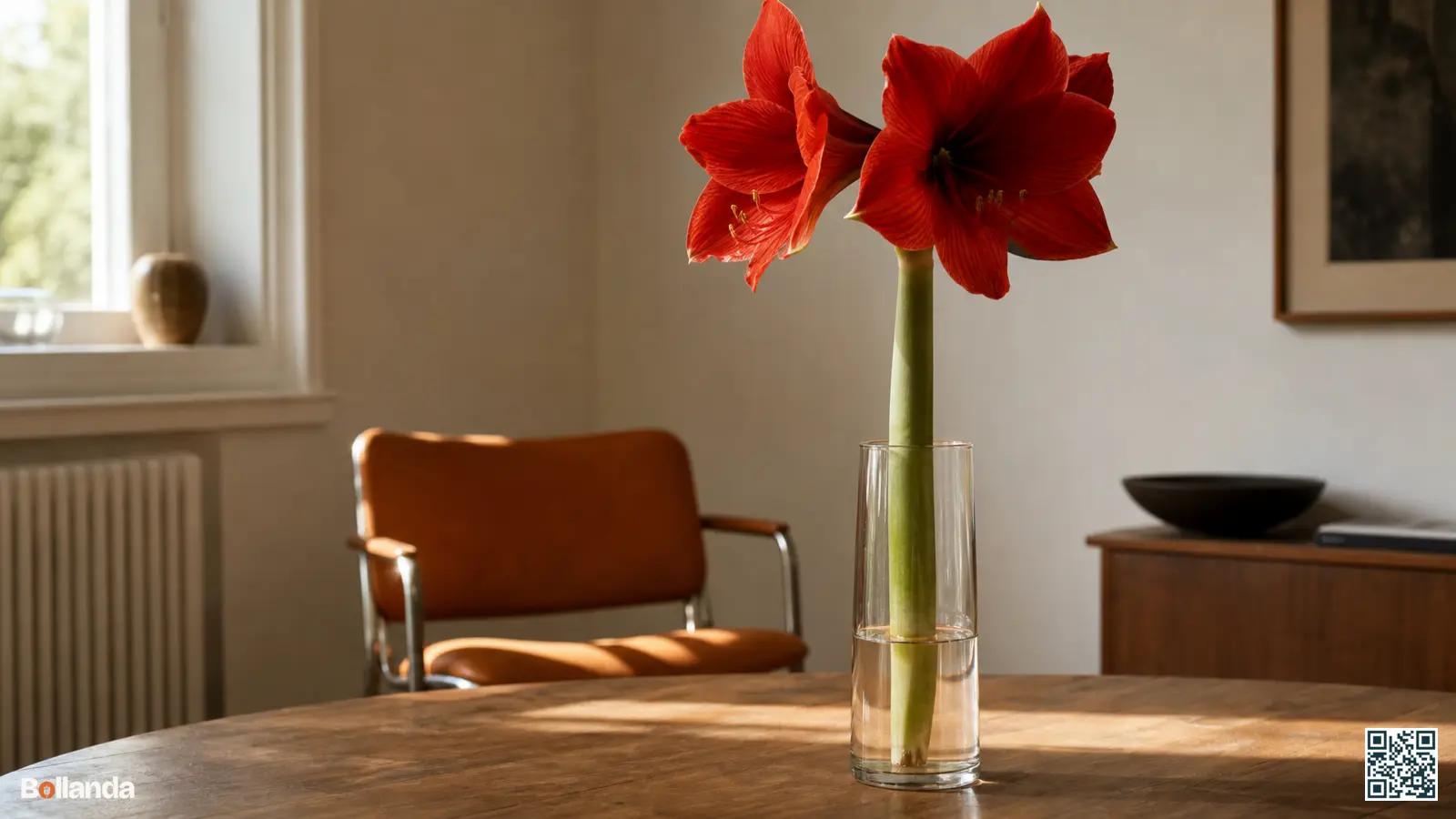 Rode amaryllis als snijbloem in een glazen vaas met ondiepe waterlaag op een houten tafel binnenshuis.