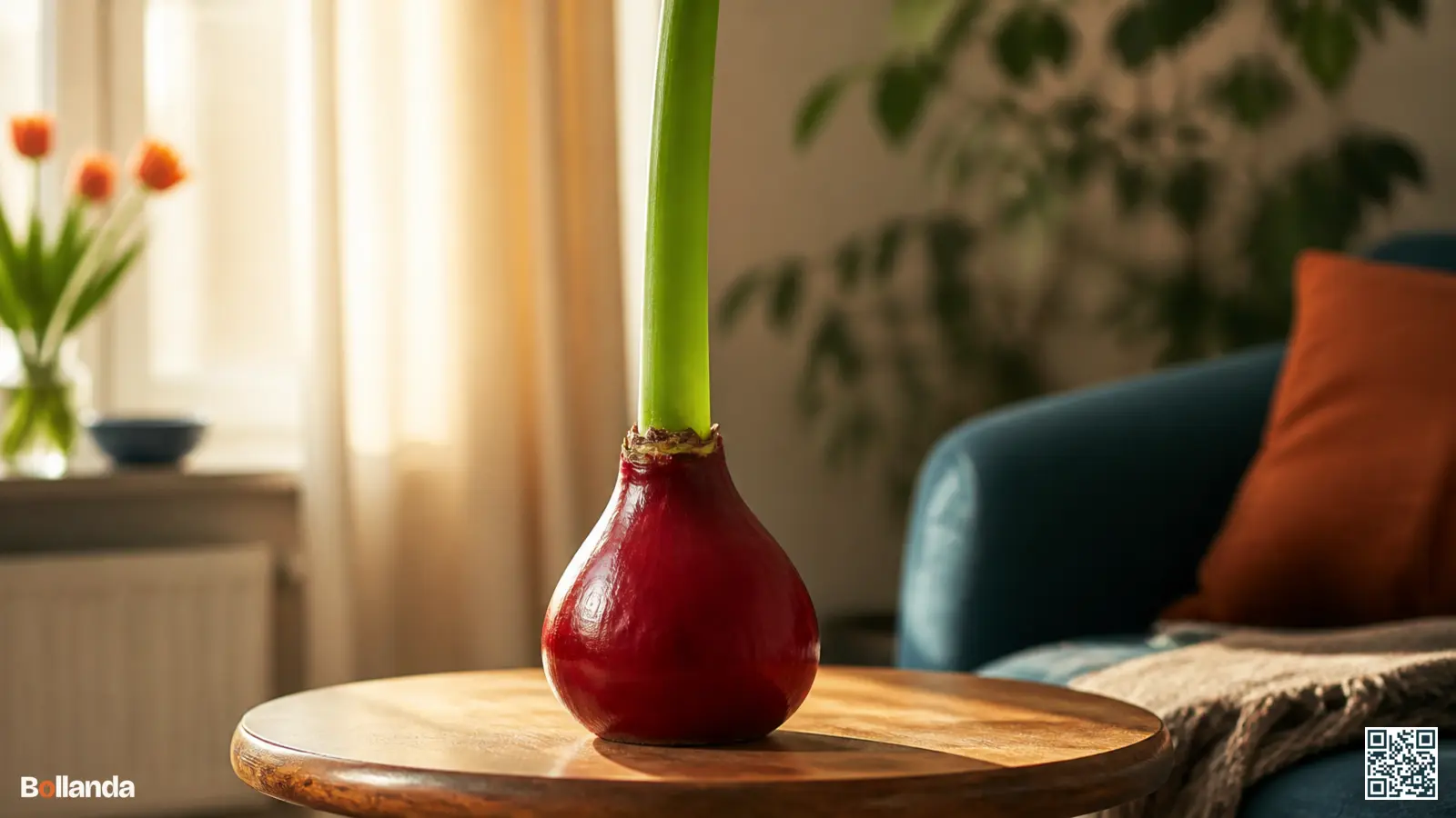 Gewaxte amaryllisbol met rode waslaag op een houten tafel met opkomende groene bloemsteel binnenshuis.