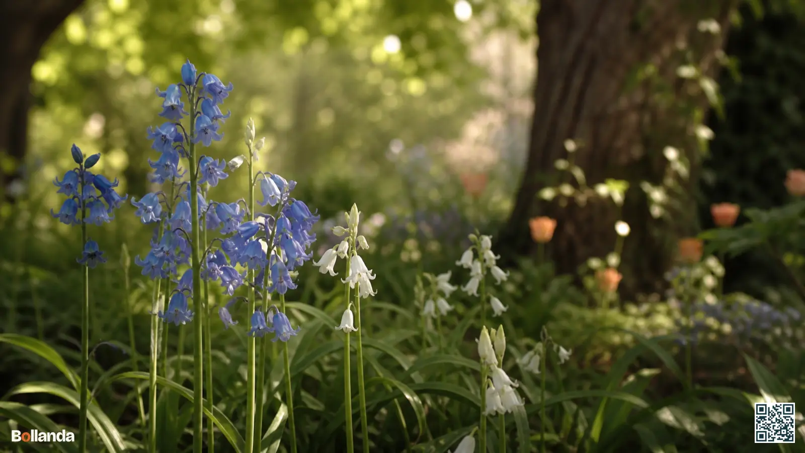 Blauwe en witte boshyacinten bloeien in een halfschaduwrijke border onder loofbomen in het voorjaar.