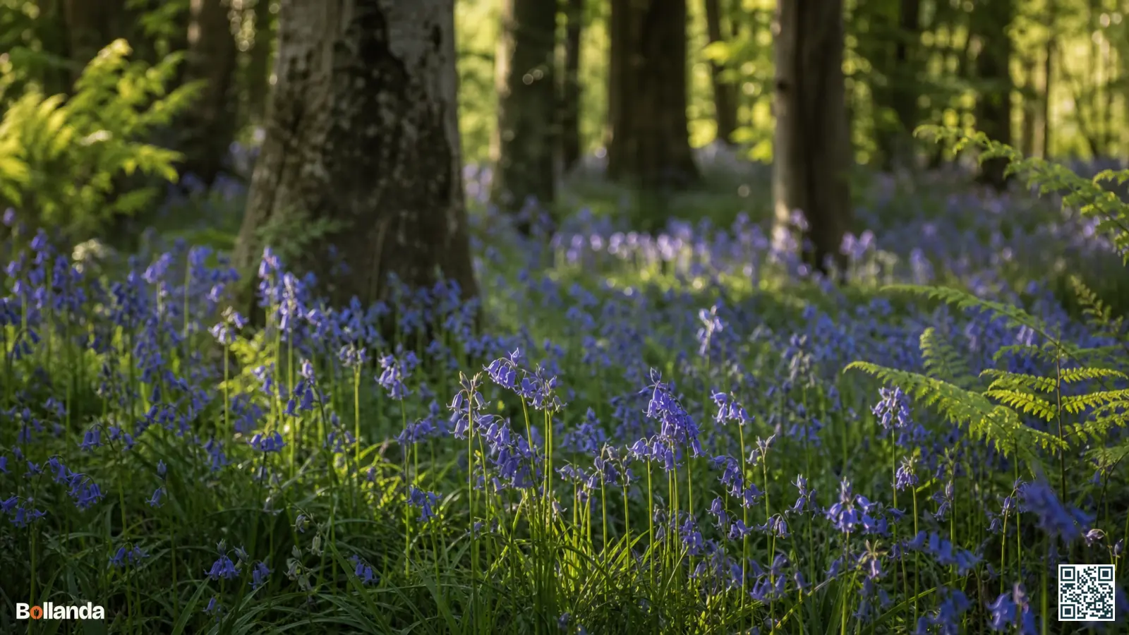 Blauw bloeiend tapijt van boshyacinten onder loofbomen in een voorjaarsbos met zacht doorvallend licht.