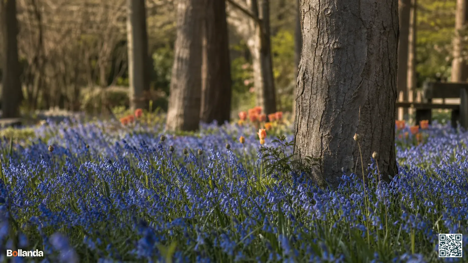 Dicht tapijt van blauwe boshyacinten dat verwildert onder loofbomen in een Nederlandse bostuin.