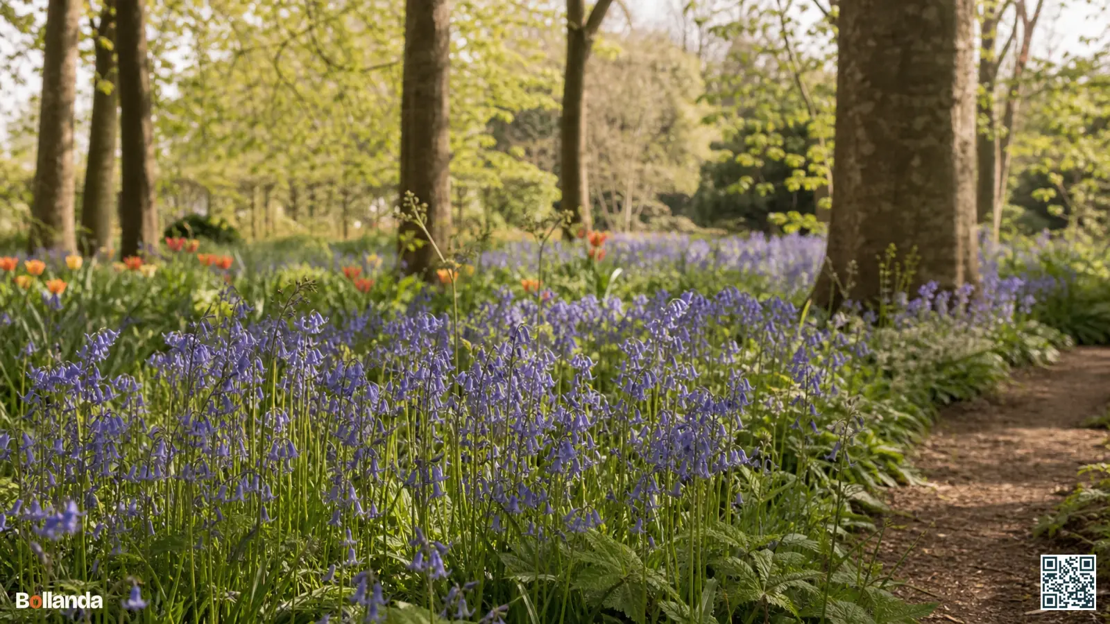 Tapijt van blauwe boshyacinten verwildert onder loofbomen in een voorjaarstuin met zacht gefilterd licht.