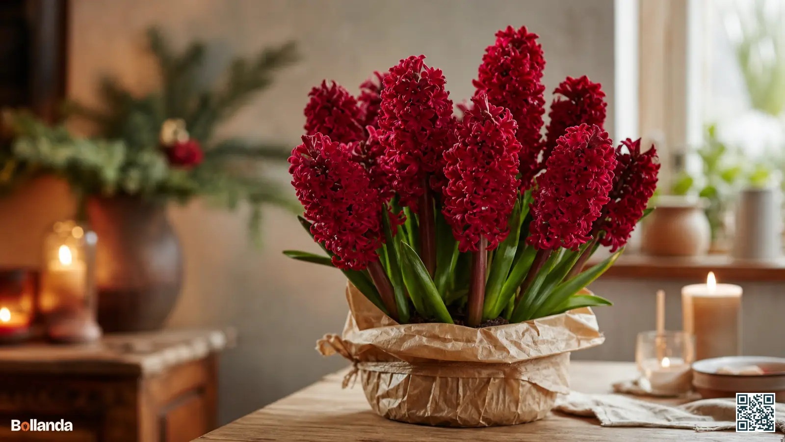 Diep roodroze hyacinten 'Jan Bos' met bruinrode stelen in bloei op een houten tafel tijdens de feestdagen.