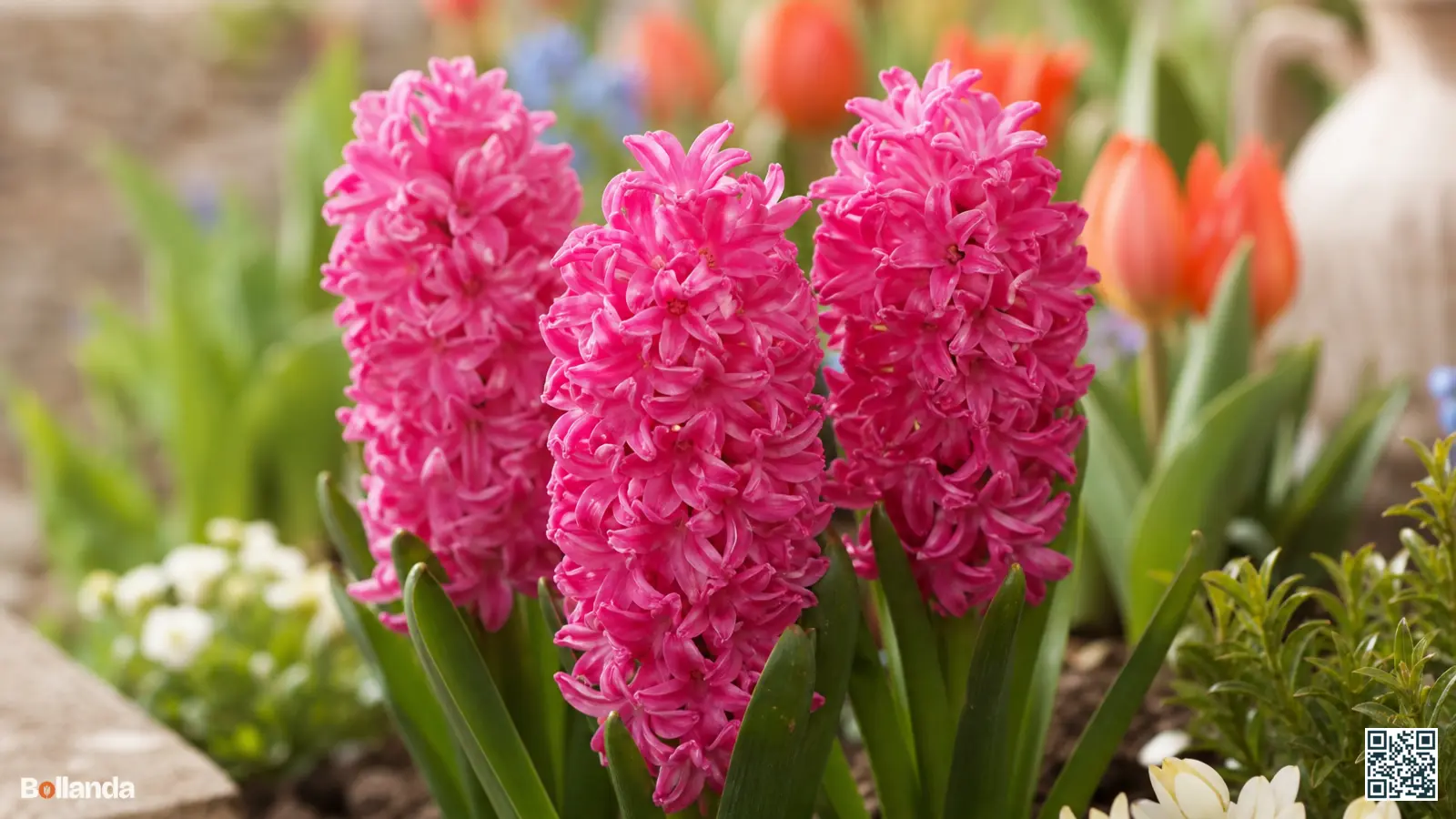 Close-up van hyacint 'Pink Pearl' met dichte fuchsiaroze bloemaren in een zonnige voorjaarsborder.
