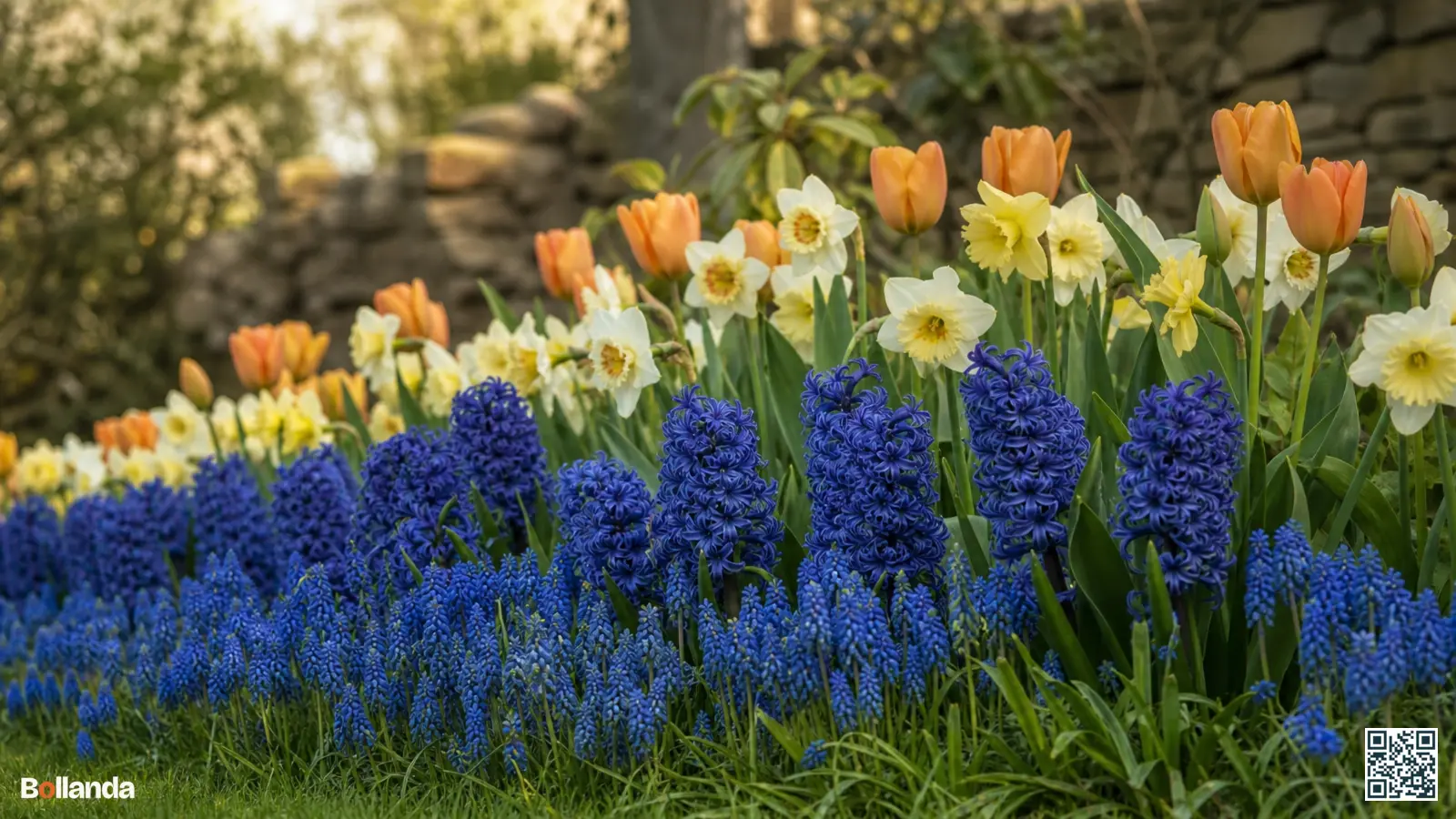 Voorjaarsborder met blauwe hyacinten als middenlaag tussen tulpen, narcissen en lage druifhyacinten in zacht daglicht.