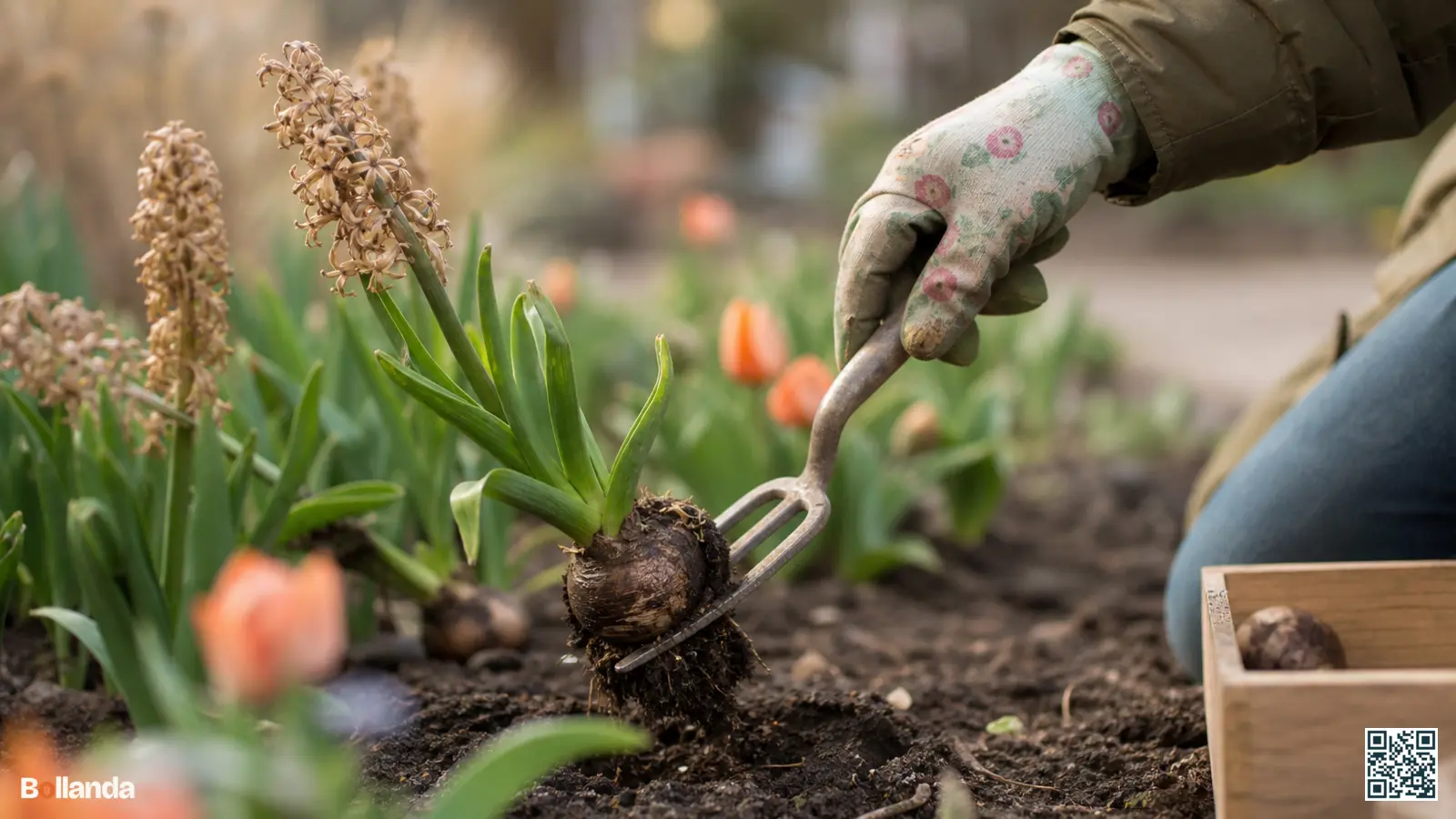 Uitgebloeide hyacinten met vergeeld loof in een voorjaarsborder, een tuinier rooit voorzichtig een bol met handschoenen.