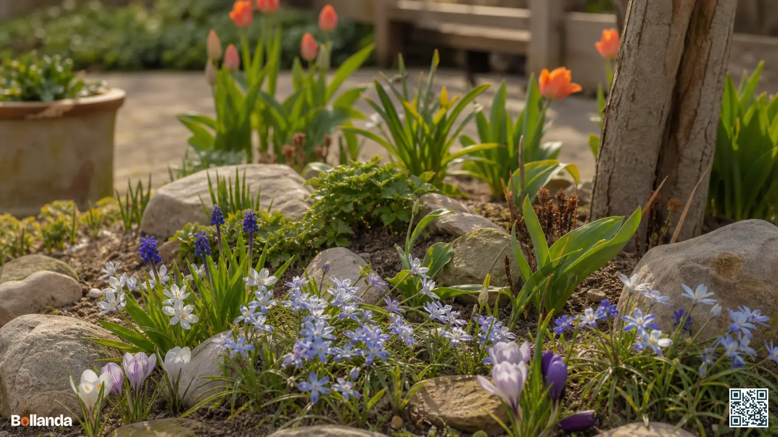 Blauwe en witte voorjaarssterren gecombineerd met krokus en druifhyacint in een lage voorjaarsborder met stenen.