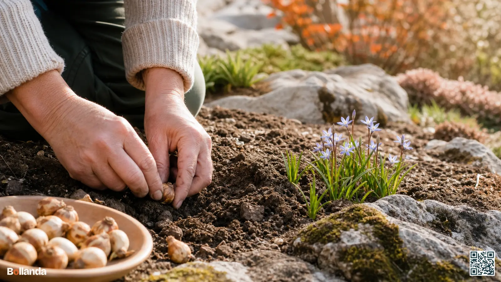 Handen planten kleine voorjaarssterbollen in losse, goed gedraineerde herfstgrond in een zonnige rotstuin.