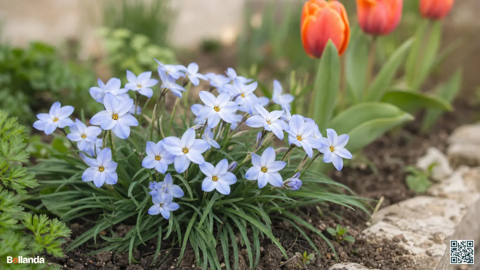 Lichtblauwe stervormige bloemen van voorjaarsster bloeien laag in een voorjaarsborder met smal grasachtig blad.