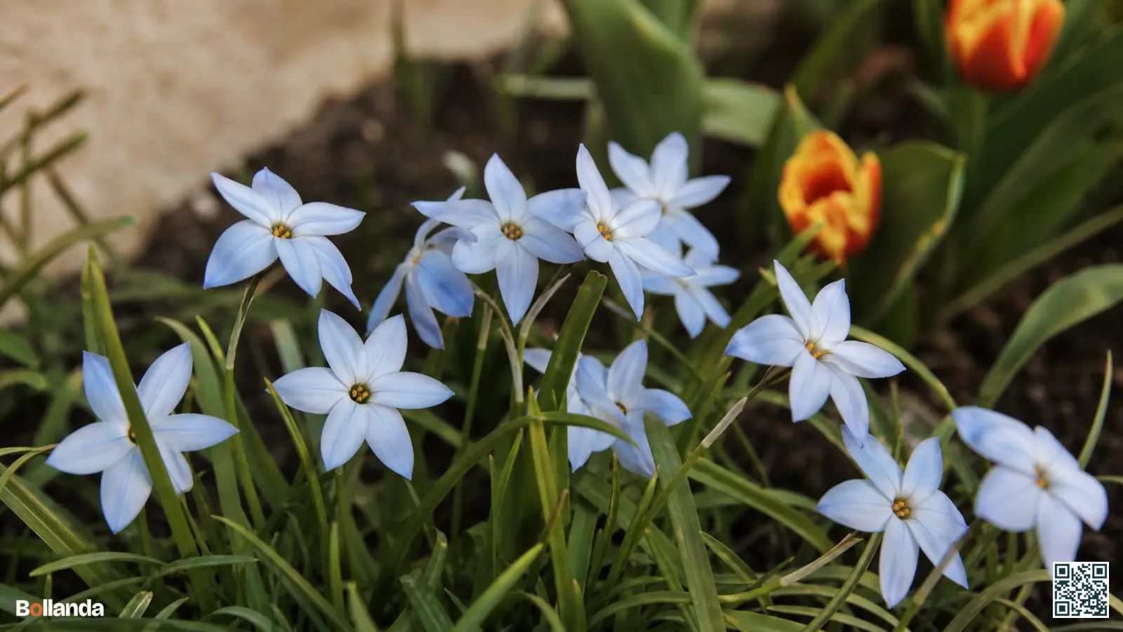 Lage pol blauwe stervormige voorjaarsster met grasachtig blad in een voorjaarsborder met onscherpe donkere grond op de achtergrond.