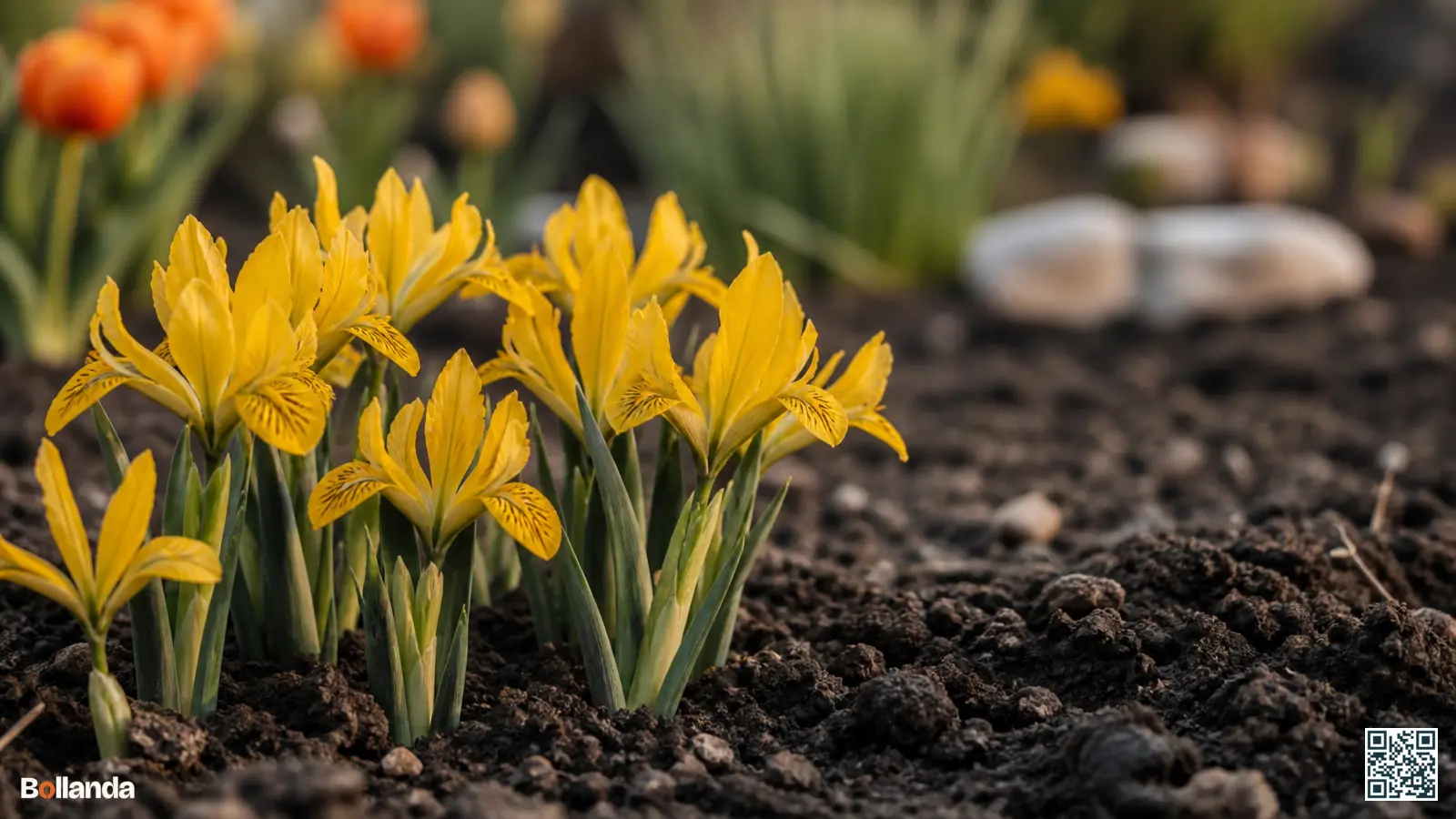 Goudgele dwergiris Iris danfordiae in bloei laag in de grond in een vroege voorjaarsborder.