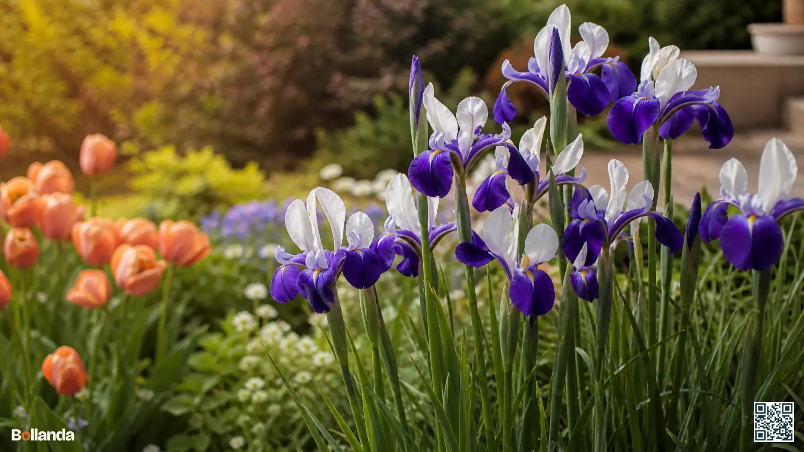 Hollandse iris met violetblauwe en witte bloemen op hoge stelen in een voorjaarsborder in zacht daglicht.