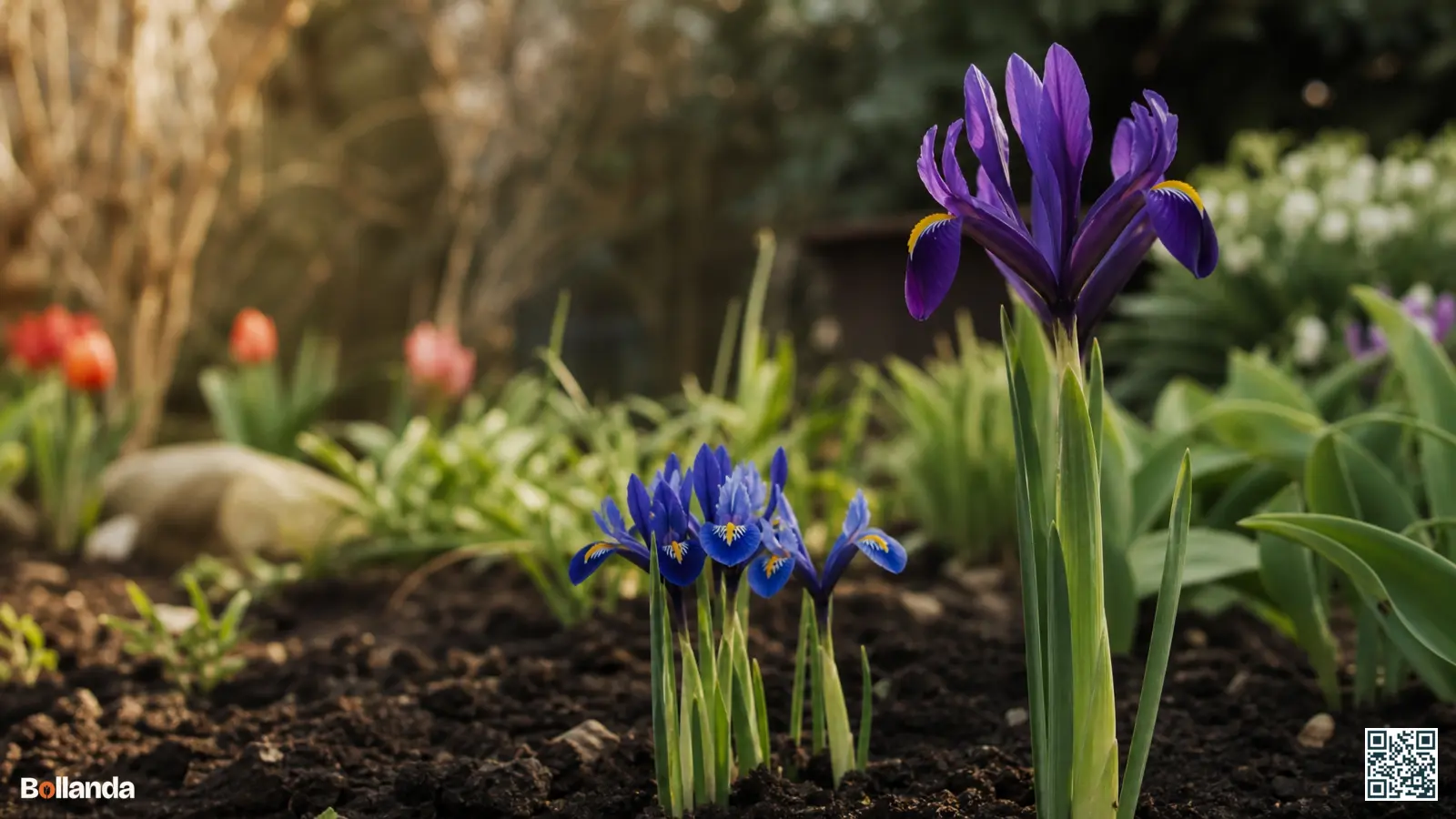 Blauwe en gele dwergiris naast een hogere violette Hollandse iris in een vroege voorjaarsborder met donkere grond.