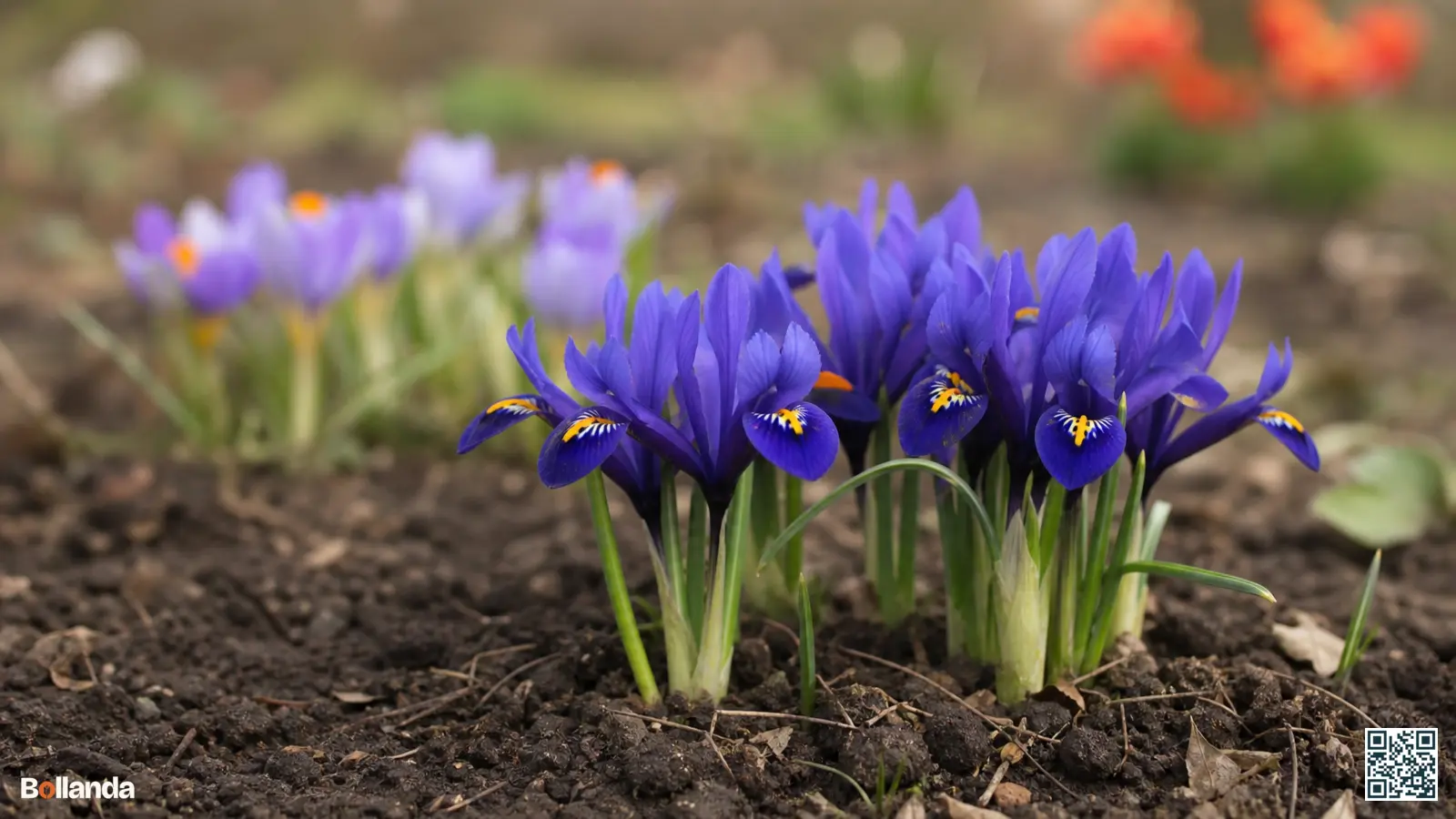 Bloeiende iris reticulata in diepblauw met gele markeringen, laag in een vroege voorjaarsborder in de tuin.