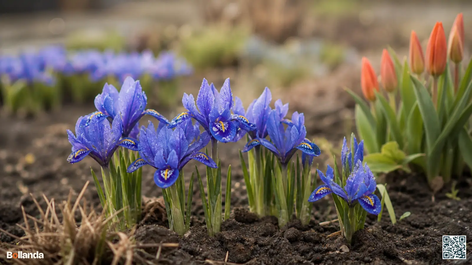 Blauwpaarse dwergiris in bloei in een vroege voorjaarsborder met dauw op de bloemblaadjes en kale grond ertussen.