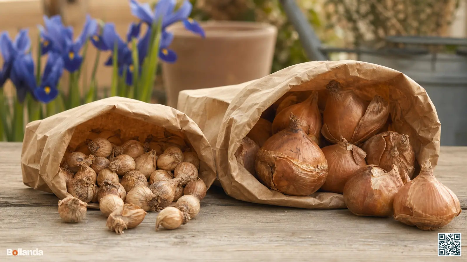 Stevige iris-bollen van reticulata en hollandica in neutrale papieren zakken op een tuintafel, klaar om te kopen.