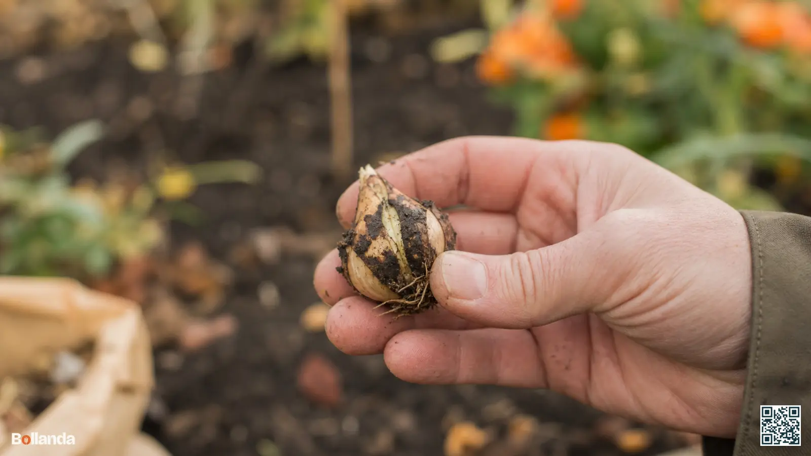 Close-up van een irisbol met donkere inktvlekken en splitsing in de hand boven herfstgrond.