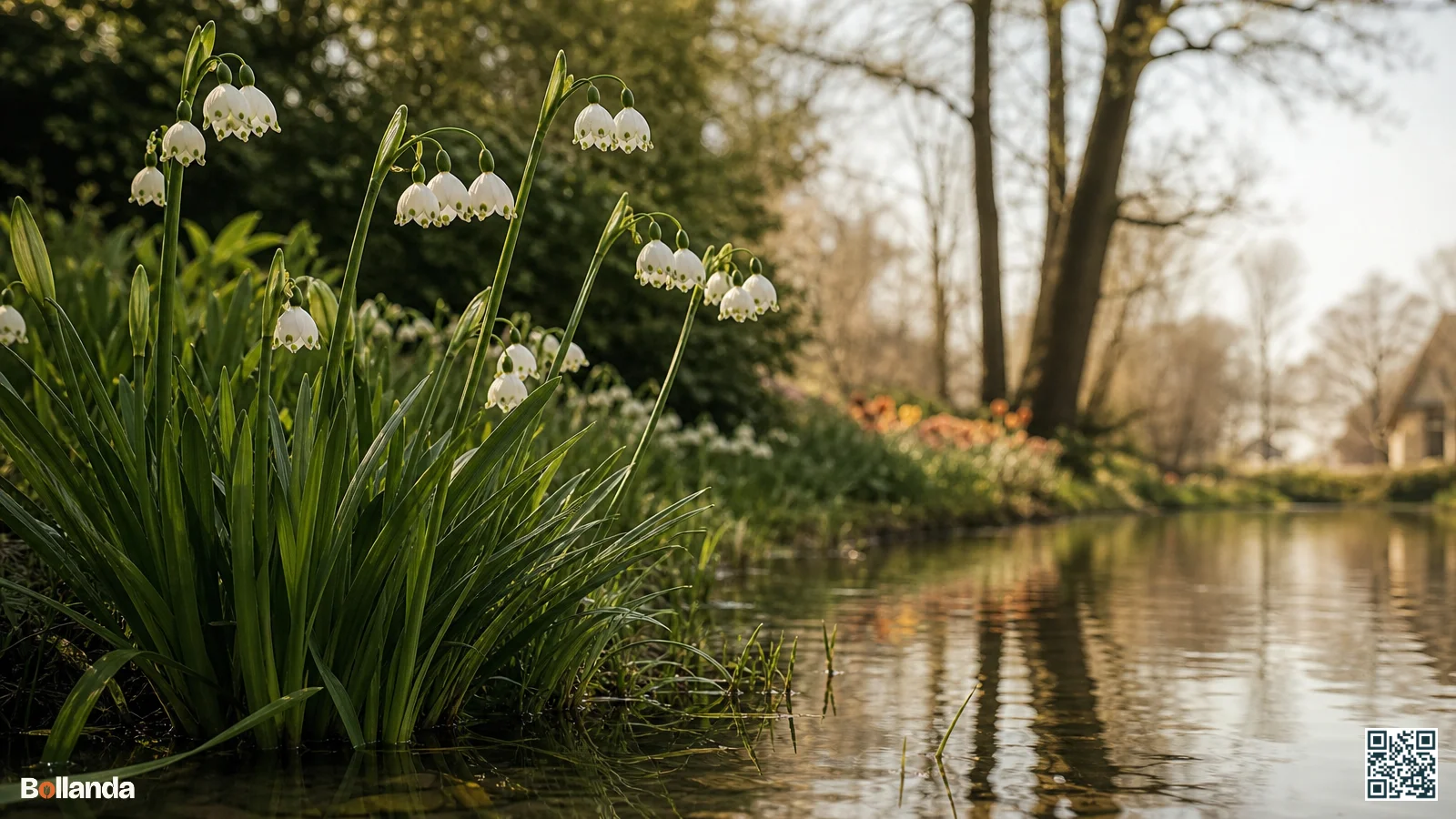 Hoge witte klokvormige bloemen van Leucojum aestivum Gravetye Giant met groene puntvlekken bij een vochtige vijveroever in het voorjaar.