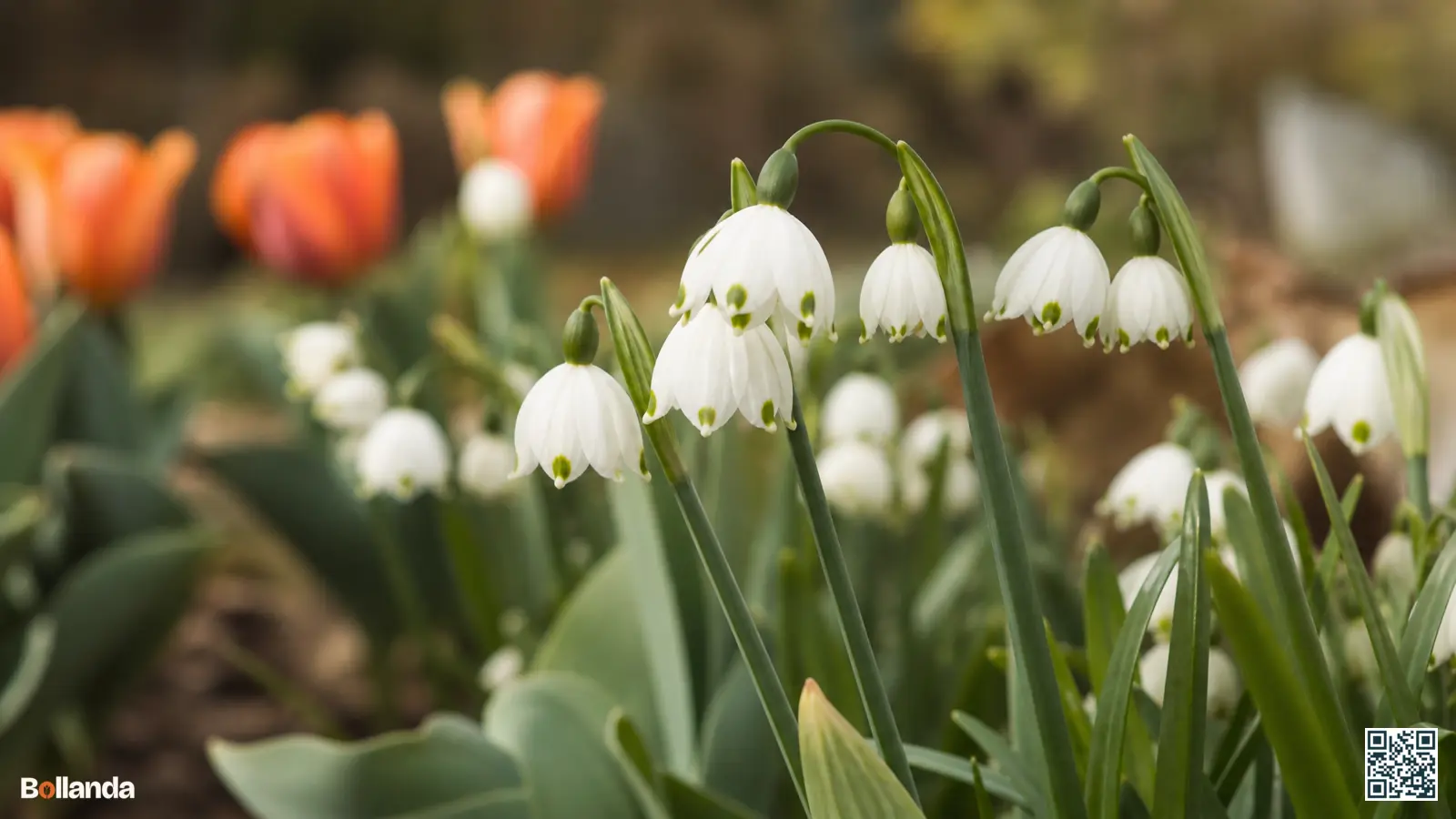 Witte klokvormige bloemen van narcisklokje met groene puntvlekken aan slanke stelen in een voorjaarsborder.