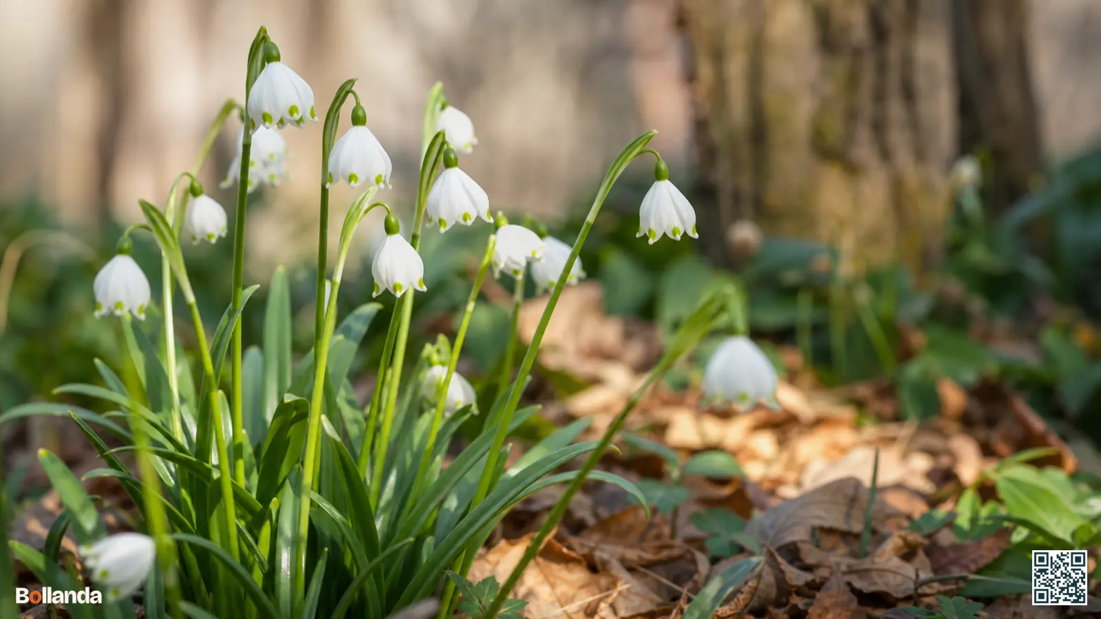 Bloeiende lenteklokjes met witte klokvormige bloemen en groene puntvlekken in halfschaduw onder loofbomen in het vroege voorjaar.
