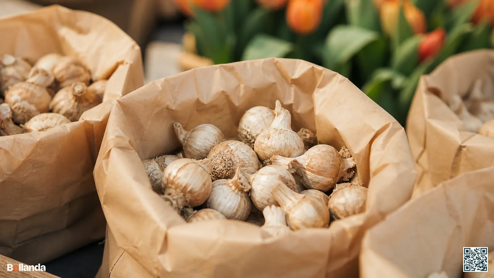 Close-up van stevige zomerklokjebollen met intacte tuniek in neutrale papieren zakken in een tuincentrum.