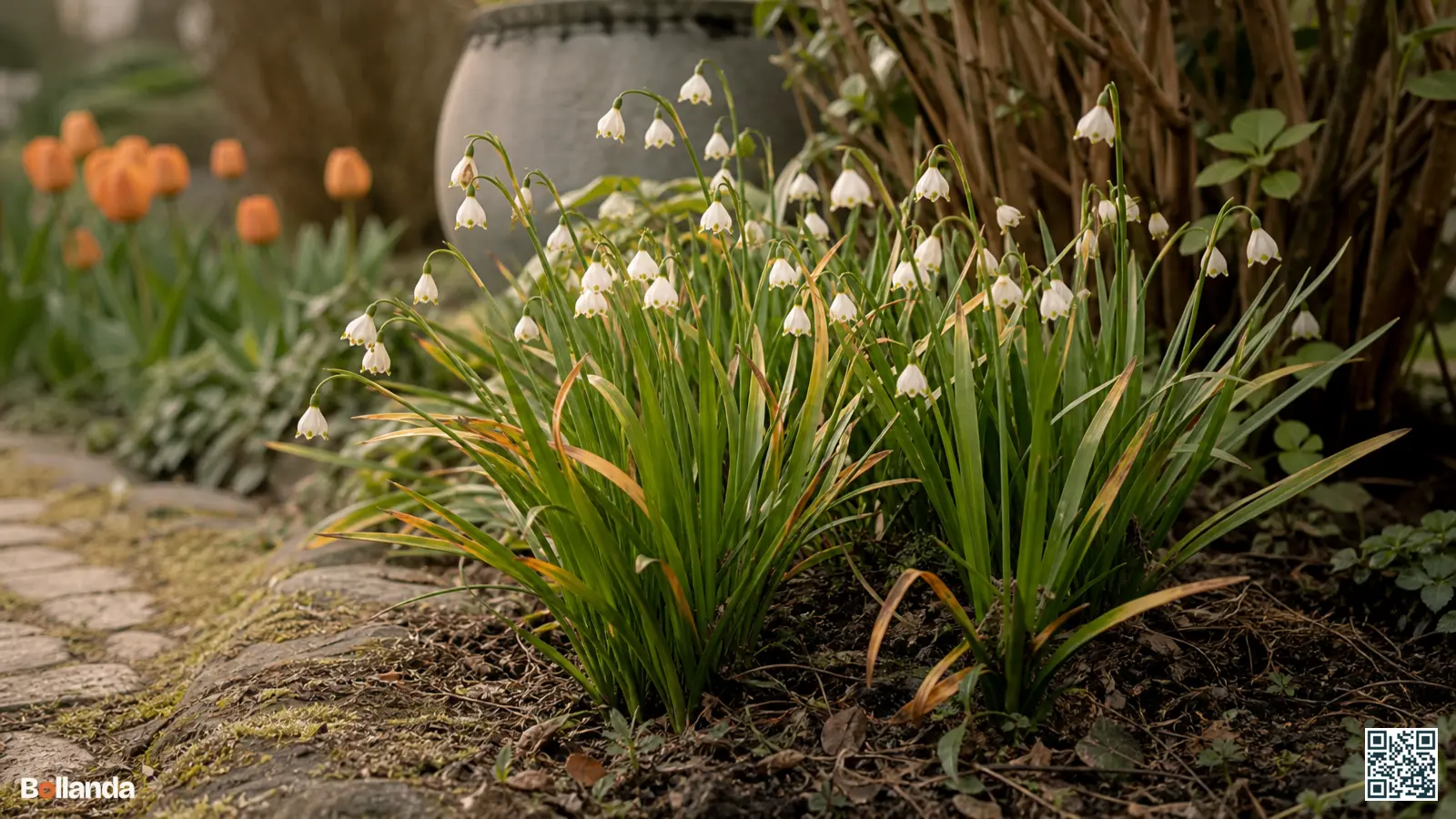 Narcisklokjes met witte klokvormige bloemen en vergelend blad in vochtige voorjaarstuin, een probleemarme bolsoort.