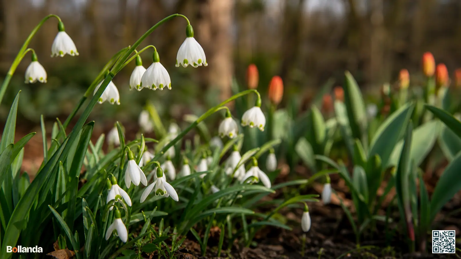 Witte klokvormige bloemen van lenteklokje naast sneeuwklokjes in een Nederlandse bostuin met groene puntvlekken zichtbaar.