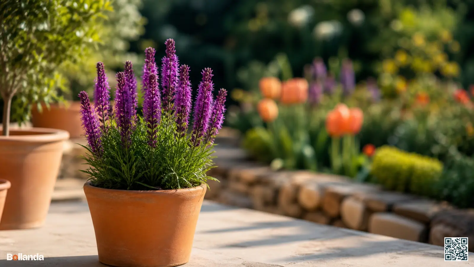 Compacte Liatris 'Kobold' met diep paarse bloemaren in een pot op een zonnig terras.