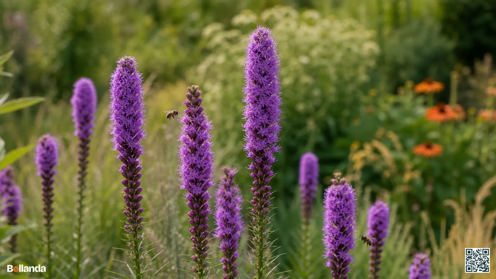Paarse bloemaren van prachtschaarde Liatris spicata in een zomerse border met zacht groen op de achtergrond.