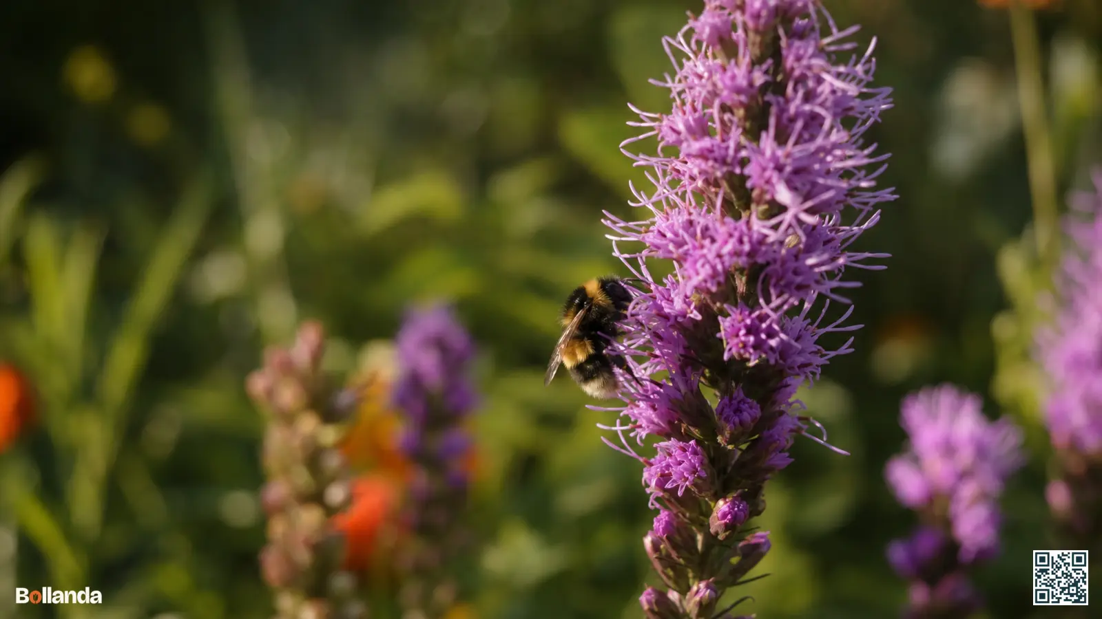 Een hommel foerageert op de paarse bloemaar van prachtschaarde in een zonnige tuinborder in de late zomer.