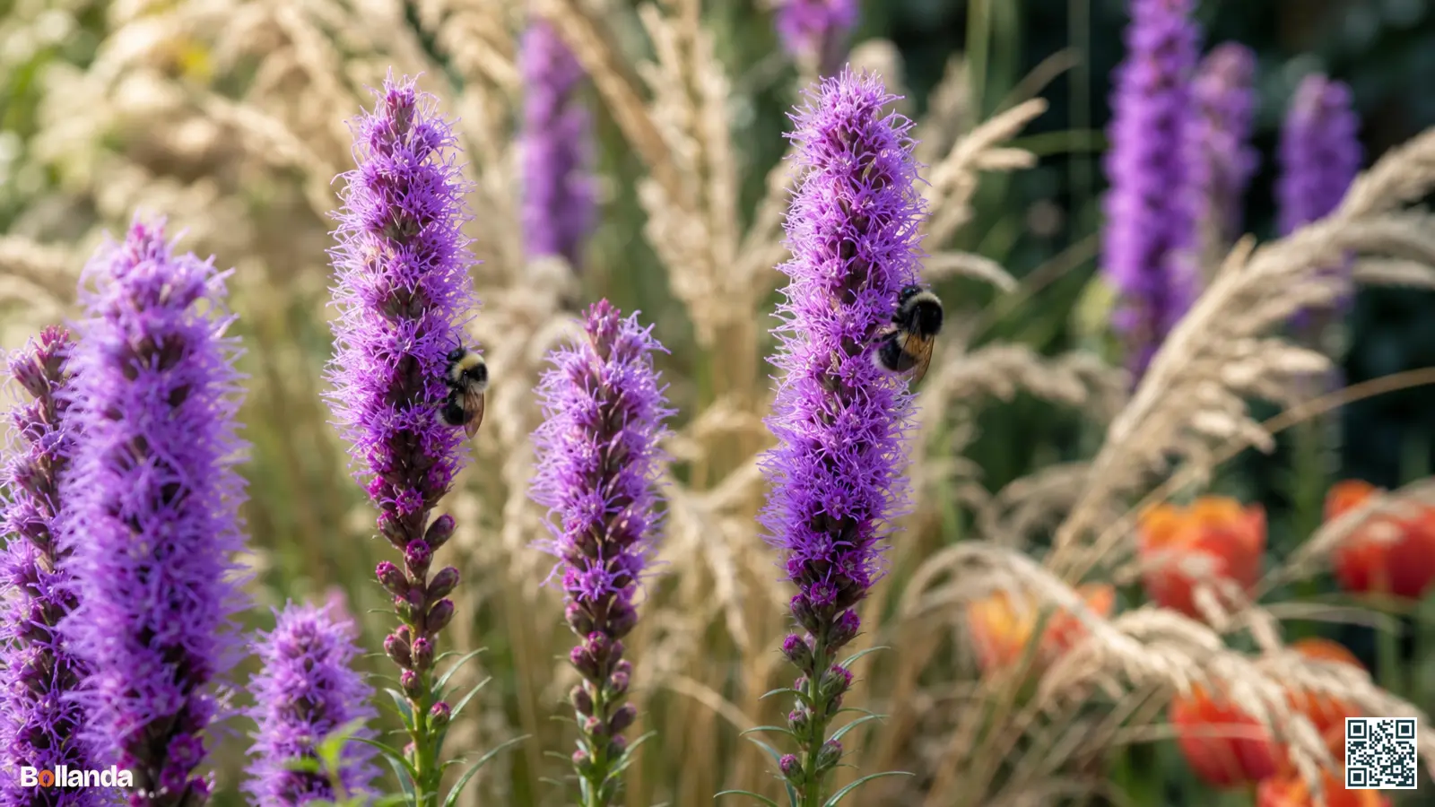 Paarse bloemaren van prachtschaarde in een zonnige zomerborder met hommels en siergrassen op de achtergrond.