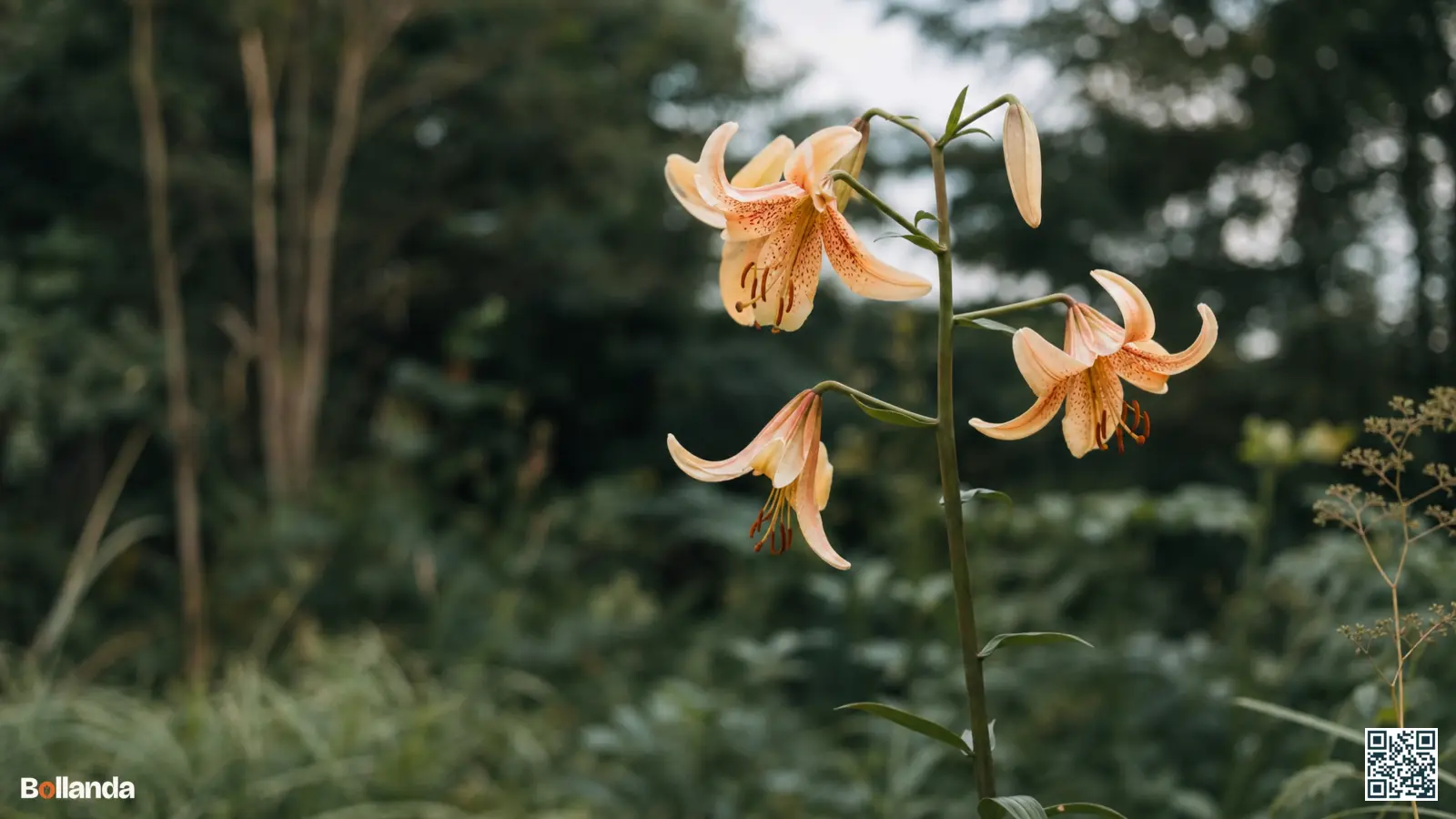 Hoge Amerikaanse lelie met hangende bloemen op een slanke steel in een natuurlijke tuin.