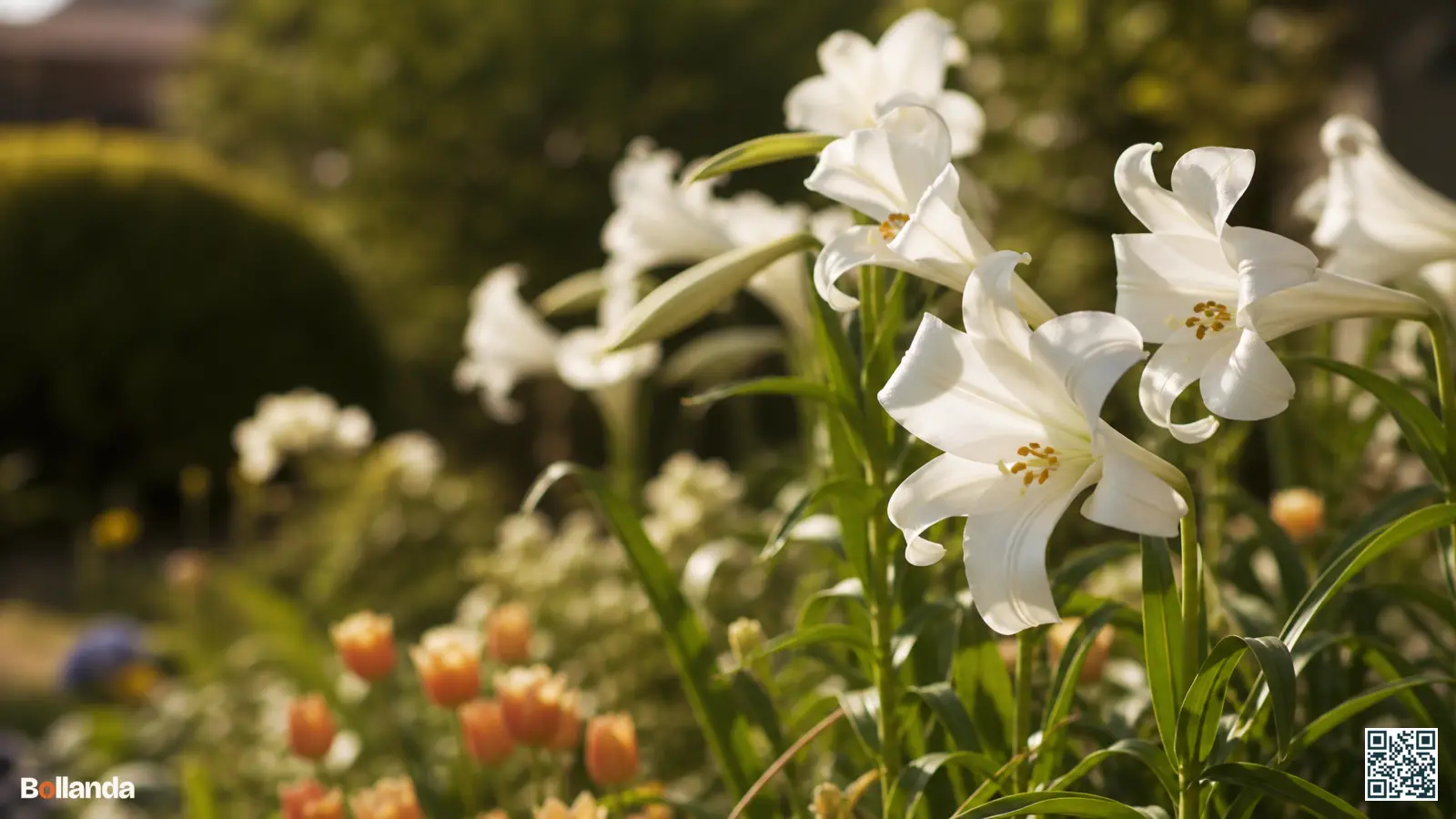 Groep zuiver witte Madonnalelies in volle bloei in een zonnige tuinborder op stevige groene stelen.