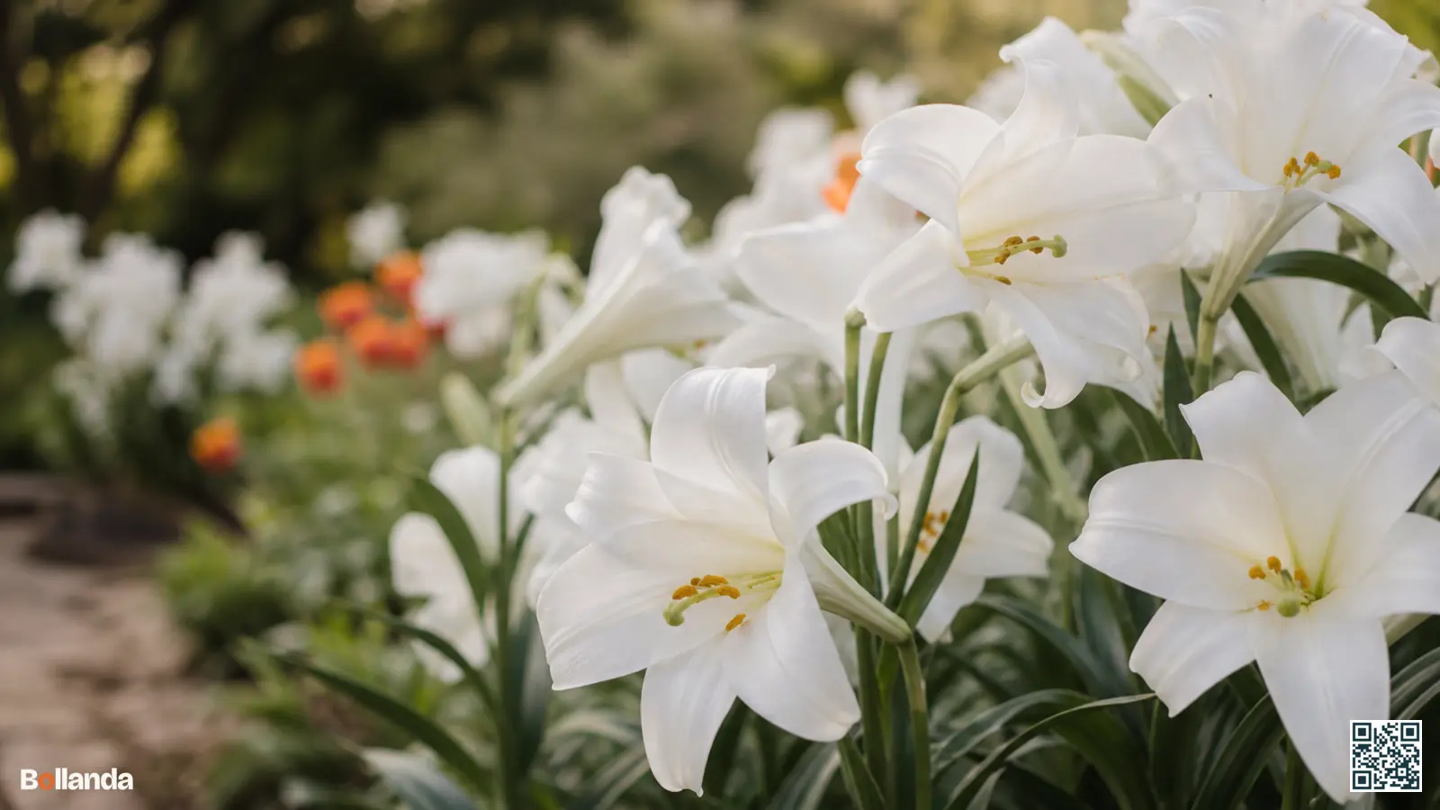 Zuiver witte longiflorum lelies met trompetvormige bloemen in een tuinborder, de klassieke paaslelie in bloei.
