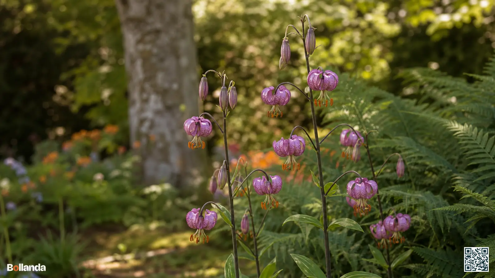 Martagon-lelies met hangende paarse tulbandbloemen langs hoge stengels in een schaduwrijke bostuin onder loofbomen.
