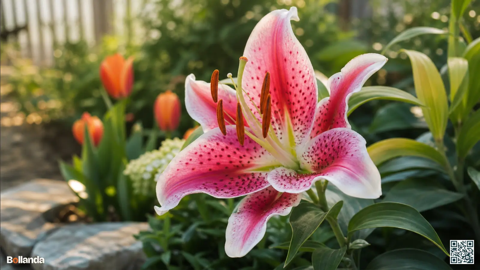 Bloeiende roze-witte Orientaalse lelie Stargazer met donkere spikkels in een zonnige tuinborder.