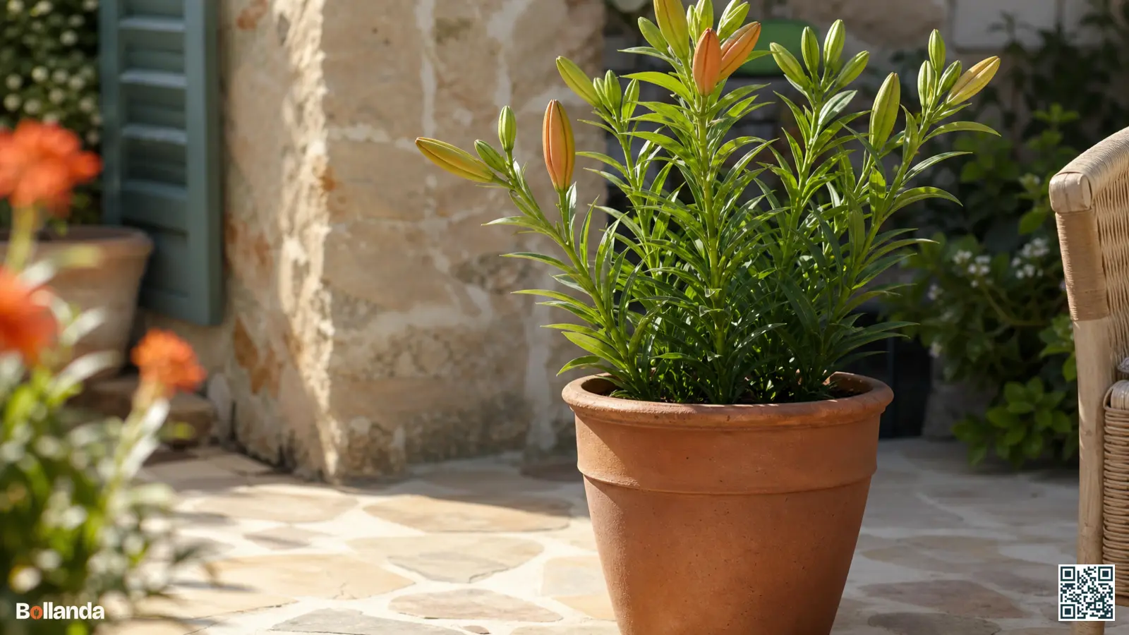 Lelies in een diepe terracotta pot op een zonnig terras met stevige stelen en knoppen.