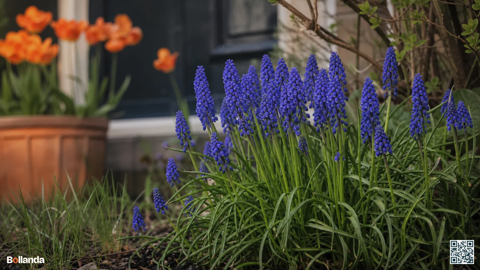 Close-up van violetblauwe druifhyacinten in bloei tussen groene bladeren in een tuinborder in het voorjaar