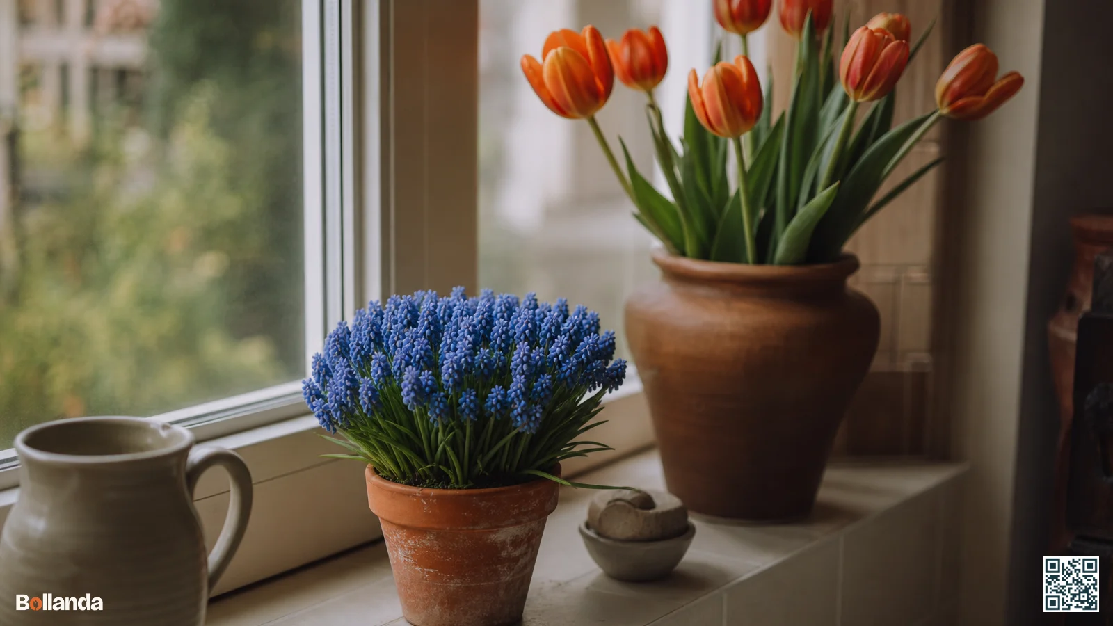Close-up van Muscari aucheri met compacte blauwe bloemtros en kort blad in een terracotta pot op vensterbank