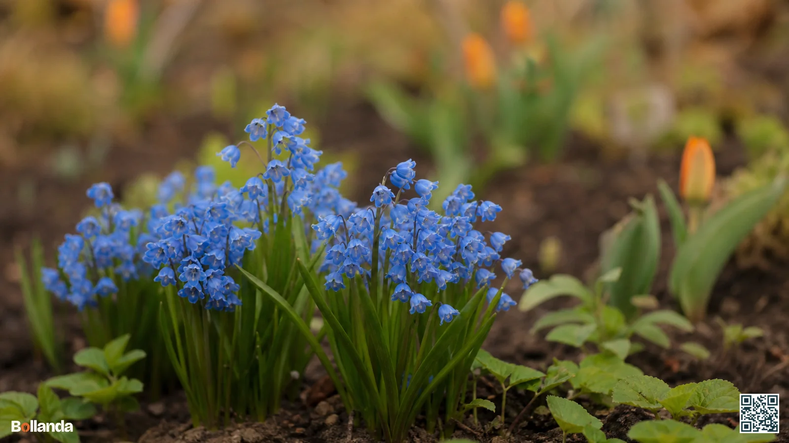 Close-up van azuurblauwe druifhyacinten met open klokvormige bloempjes in een tuinborder in het vroege voorjaar