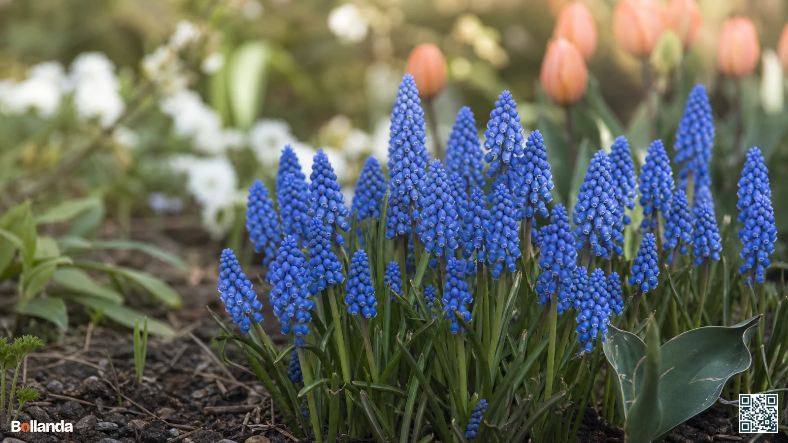 Close-up van blauwe druifjes Muscari botryoides met ronde blauwe bloempjes en witte rand in een lentetuin