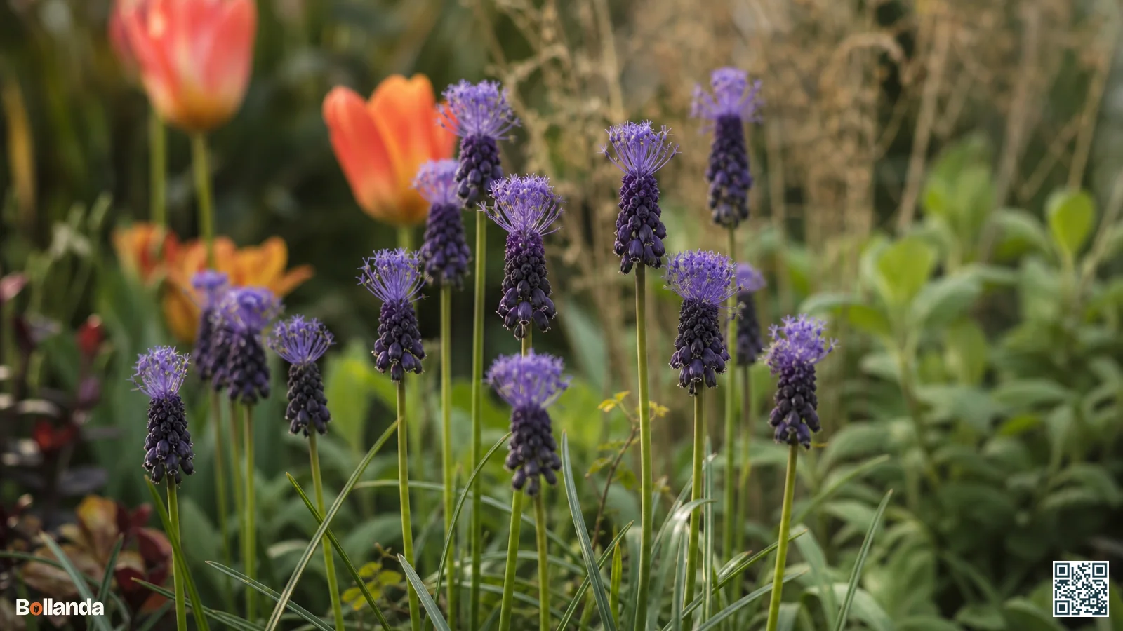 Close-up van kuifhyacint met paarse pluimvormige top boven kleinere bloempjes in een tuinborder