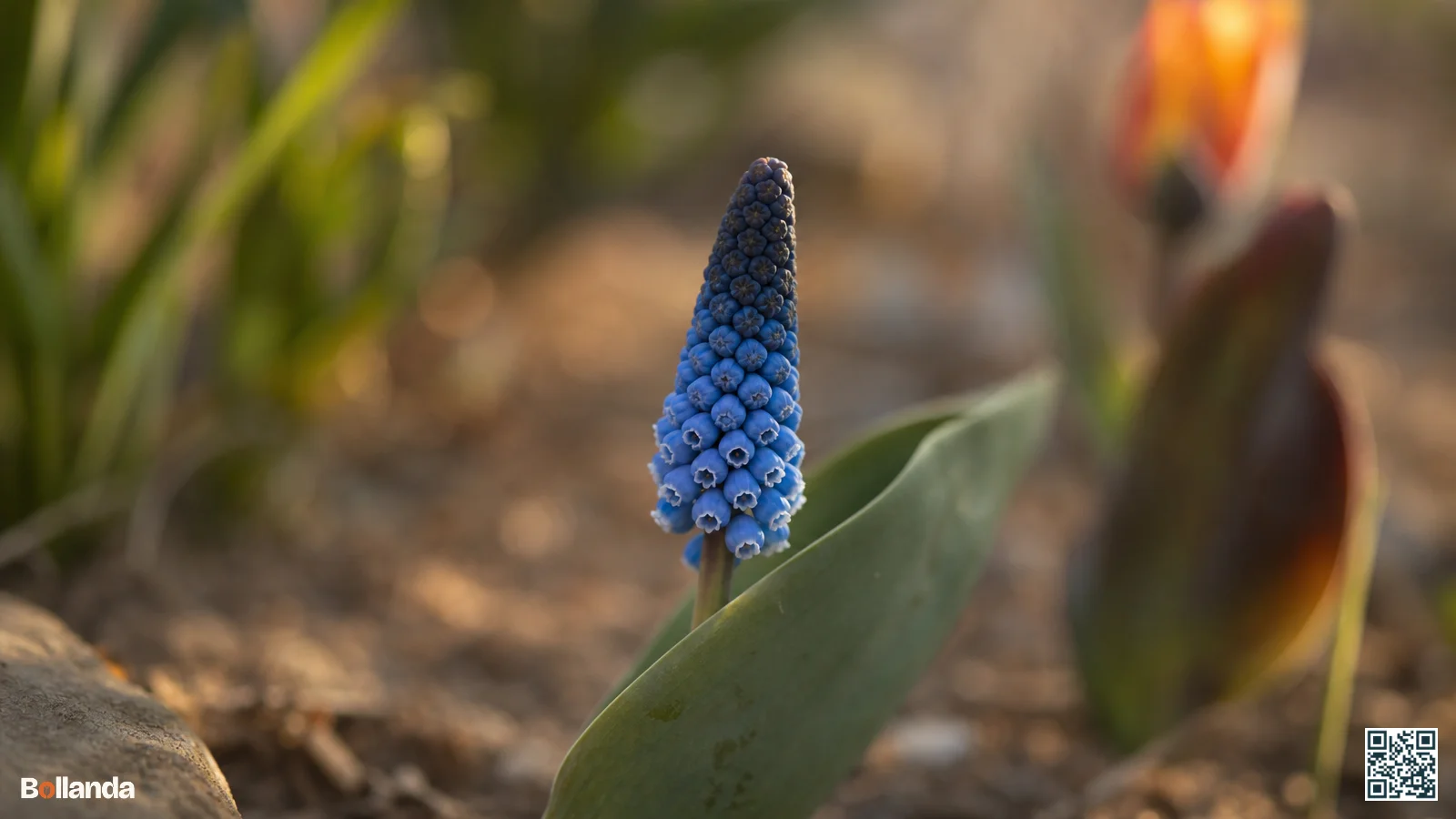 Close-up van Muscari latifolium met een tweekleurige bloementros, donker van boven en lichter blauw onderaan, met één breed blad.