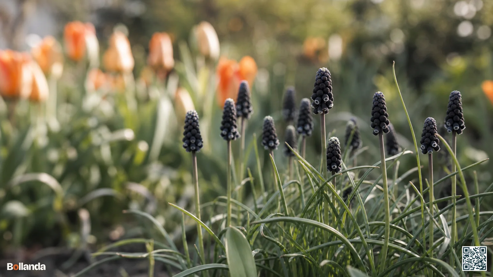 Close-up van wilde druifhyacint Muscari neglectum met bijna zwarte bloempjes en een fijn wit randje in een tuinborder